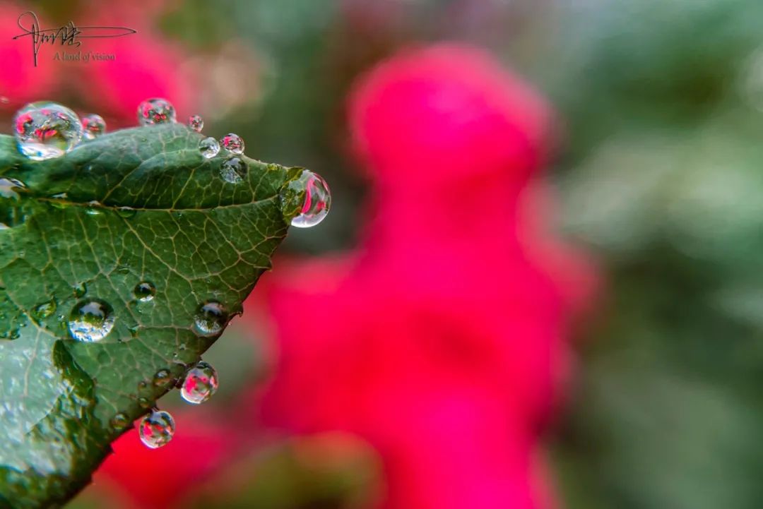 杭州最常见的雨中小景，红花绿叶和露珠，你身边就有吧