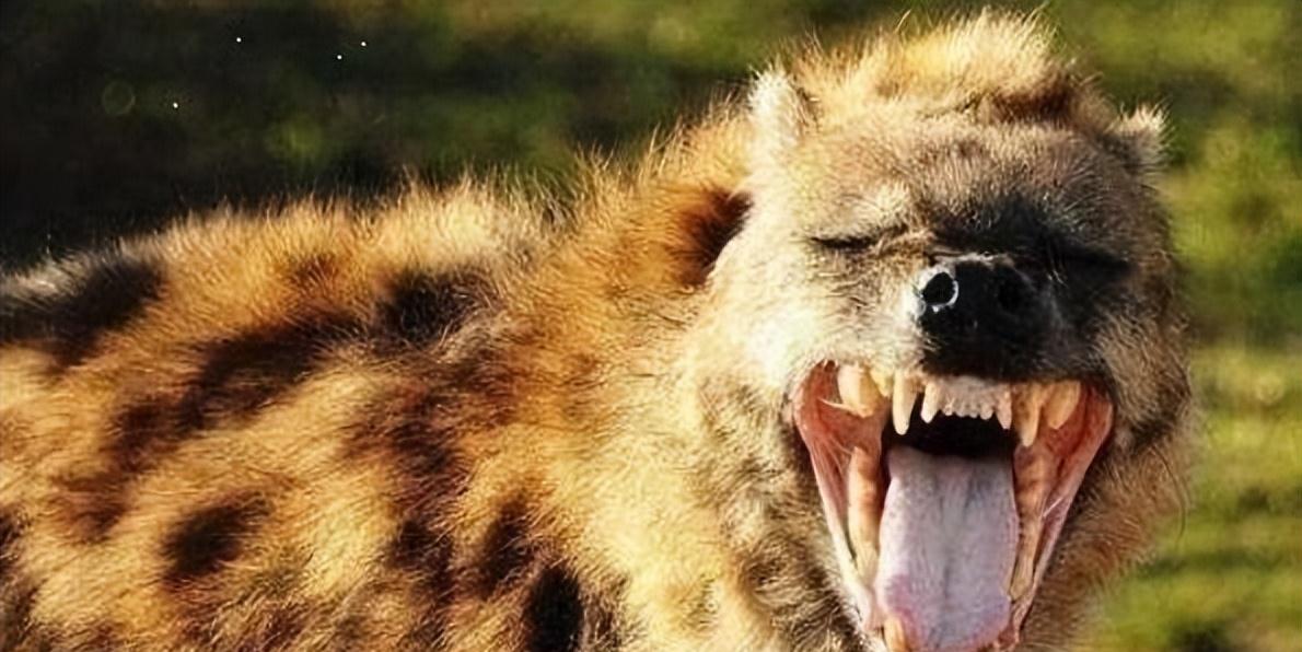 但鬣狗真的不具有幽默感,而它们的笑声也只是一种特殊的能力.