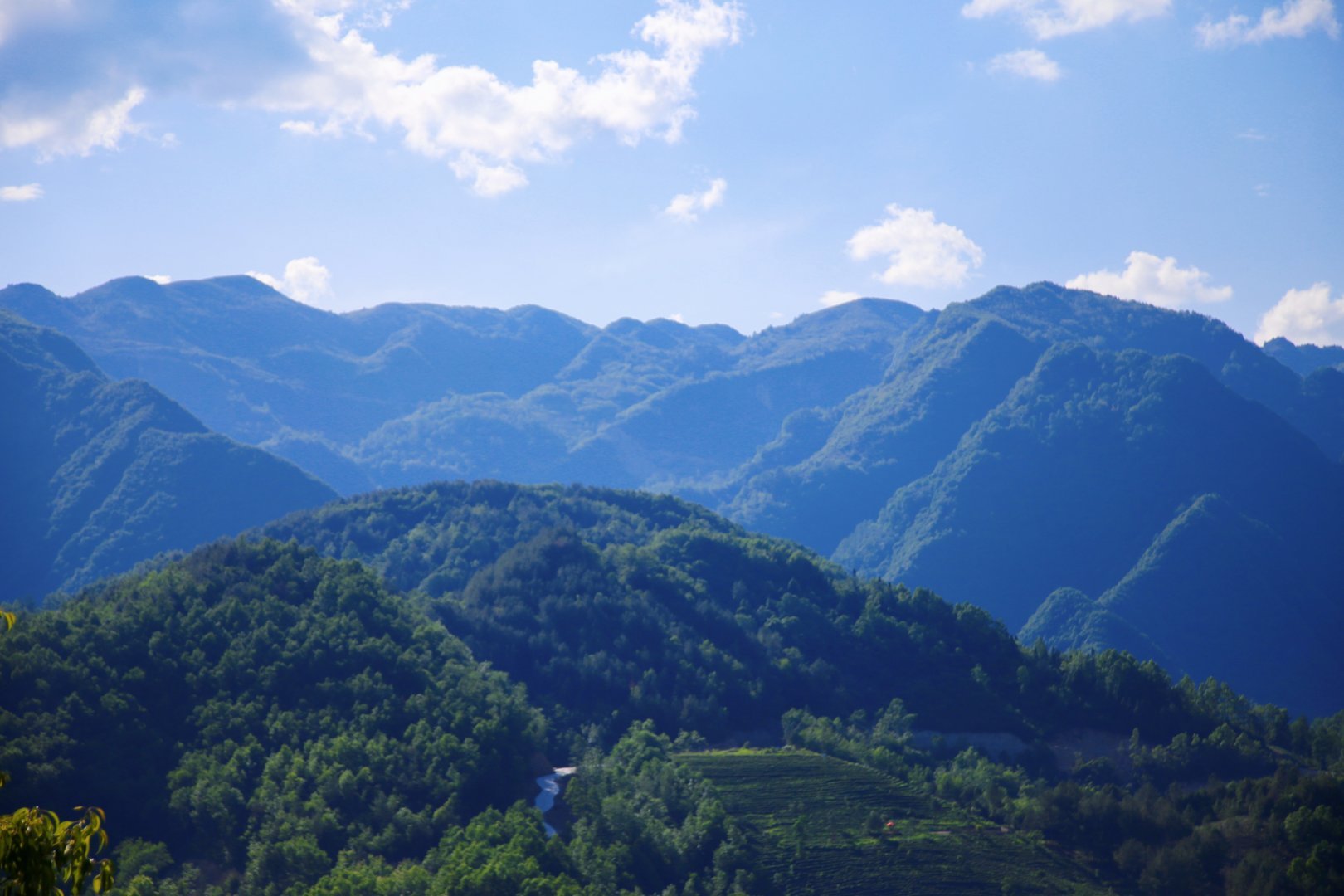 汉中镇巴:生态茶园美好画卷,成为乡村旅游的新名片_镇巴县_茶叶_三元