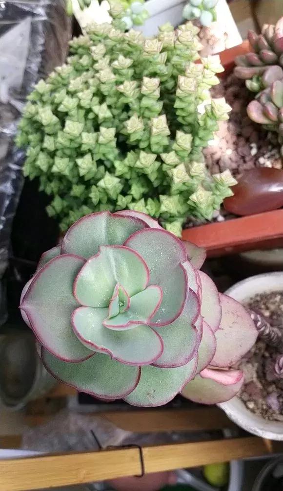 度夏多肉 最烦顽固蚧壳虫 3种小方法 蚧壳虫一扫光 植物 叶子 专用药