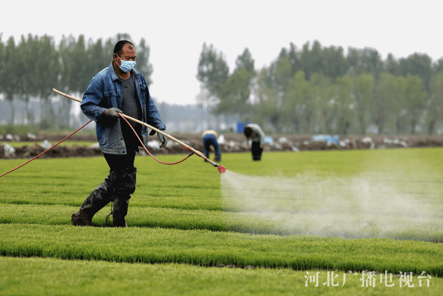 豐南:水稻育秧忙_唐山_秧苗_來源