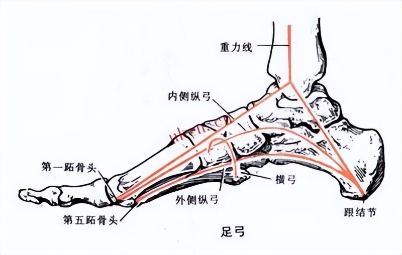 每天承受数百吨的力,却没有被压垮过,人脚有何不同之处?