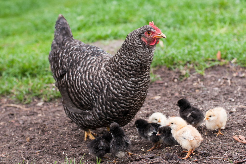 为何农民发现母鸡学公鸡叫，就会将它杀掉？原来有科学依据的