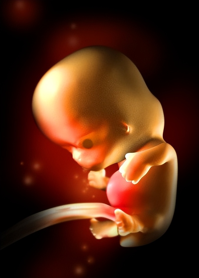怀孕140周胎儿发育过程彩色3d图