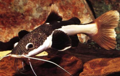 红尾鲶怎么养红尾鲶的饲养方式