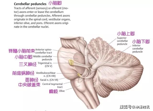 小腦髓質(cerebellar medulla)(白質)小腦的髓質由3