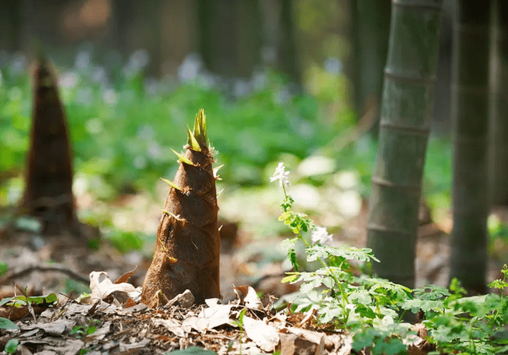 初夏新筍正當時十首有關新筍的詩詞在詩詞裡感受初夏的美好