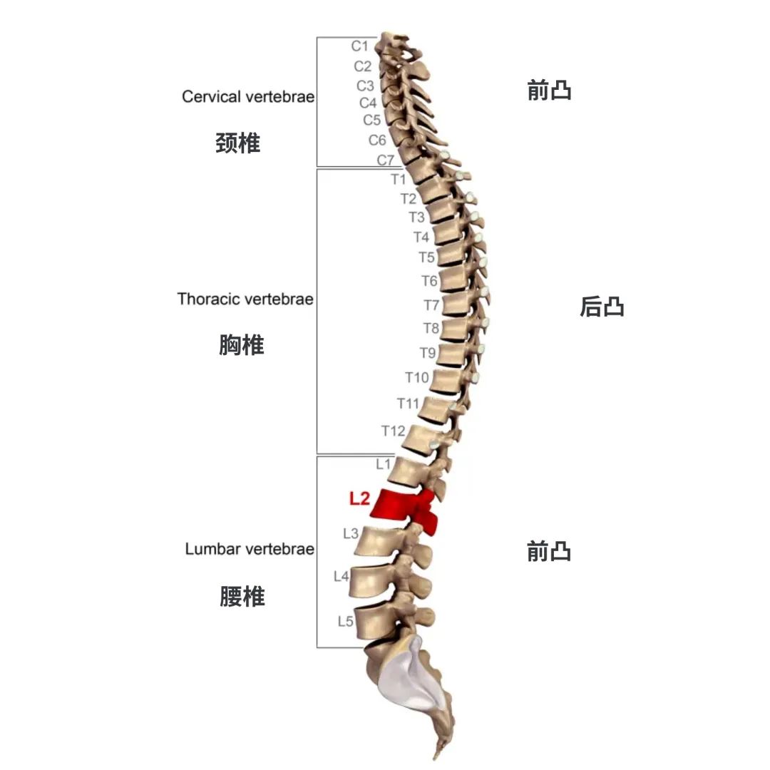 而滑动一旦严重超出颈椎,胸椎,腰椎的安全运动范围就有可能对脊柱关节