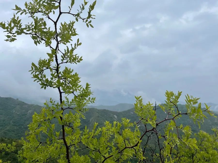 河南旅游娘娘山雨季特辑走向雨雾中