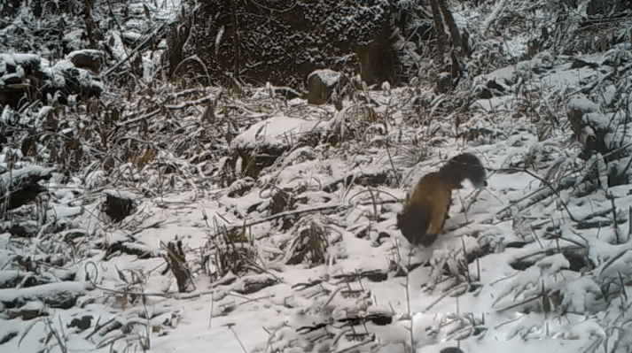 浙江九龙山发现黄喉貂，追赶猎物十分迅猛，2只合伙就能捕食林麝