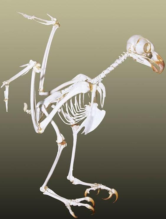 实际上猫头鹰的脖子长度平时的猫头鹰的脖子是蜷缩着的,所以我们误