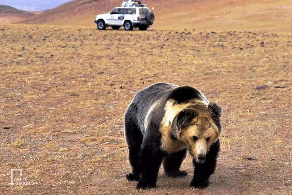 原创棕熊将女子从帐篷内叼走咬死自驾高原藏区那些必须注意的事