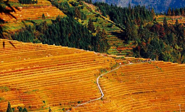 七星伴月是平安壮寨梯田的两大观景台之一,也是其精华景观之一_曲线