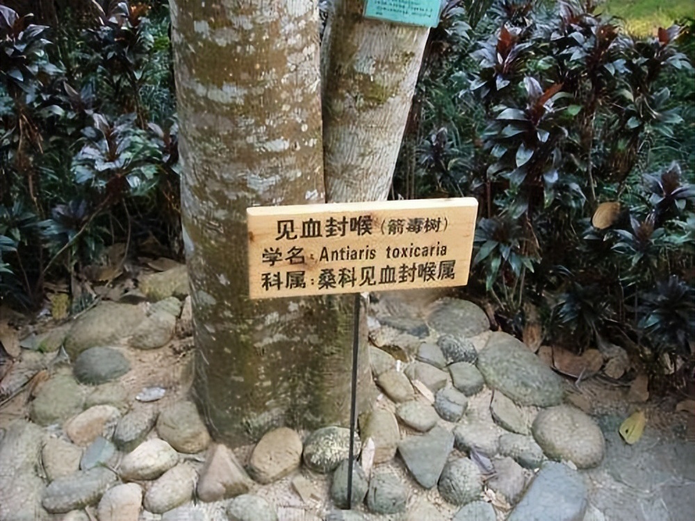 原创
西双版纳有一种“谜”样的树皮衣,可是想做一件衣服,却挺不容易