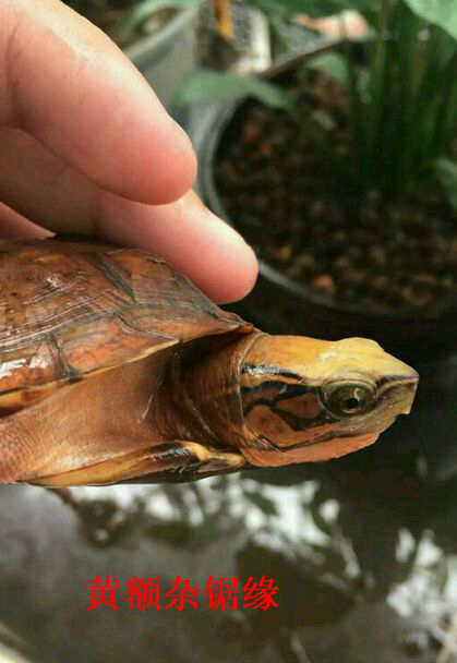 黄喉杂四眼斑龟黄喉杂四眼斑龟 有专家认为就是拟眼斑龟.16.