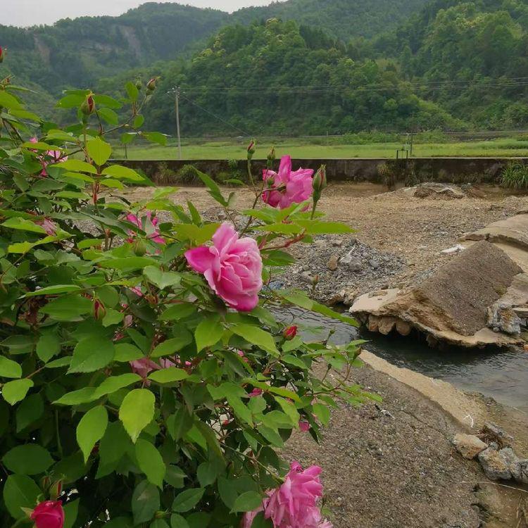 五古詩 聽雨(外五首)_唐詩_七絕_金登