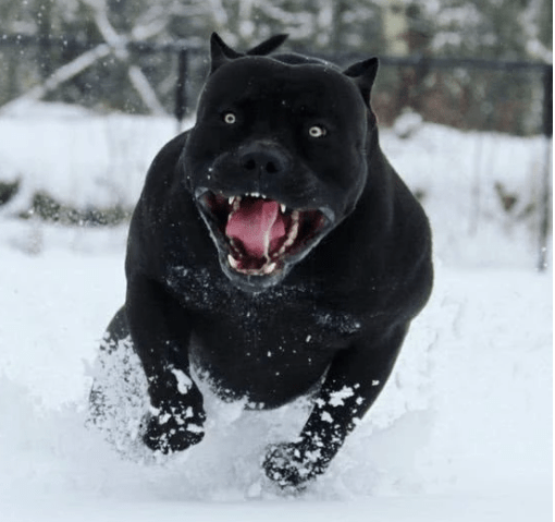 原創新型猛犬問世融入黑豹基因將取代羅威納犬成為頂級防暴犬