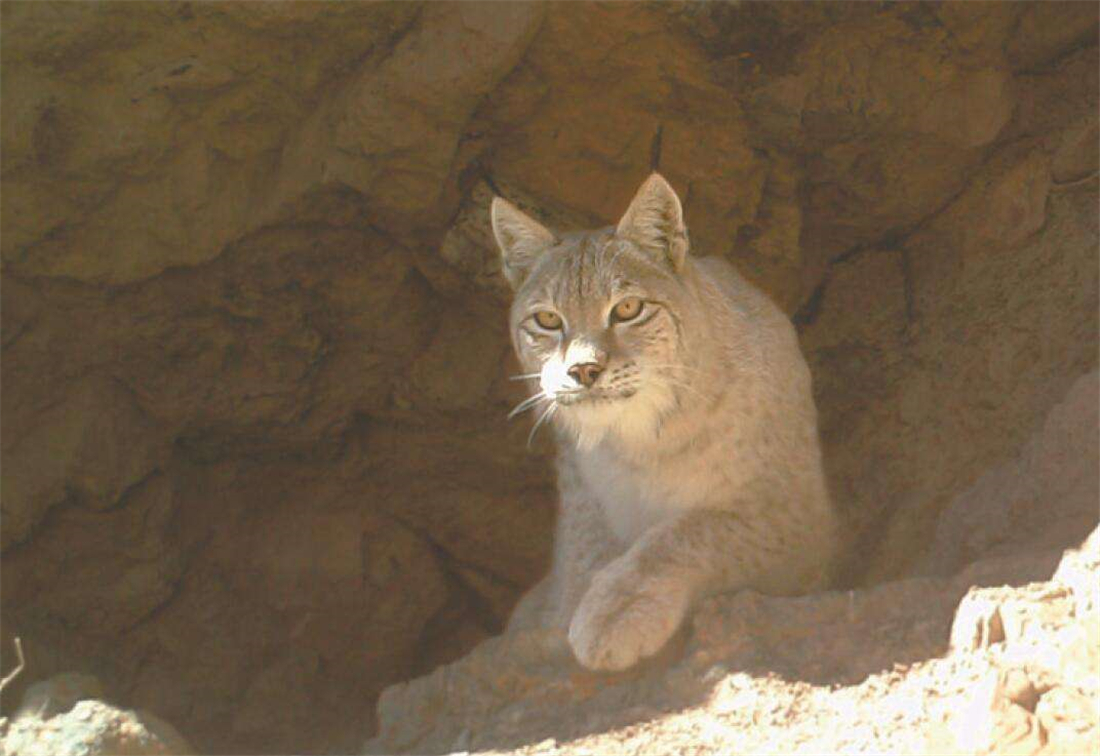 猞猁现身贺兰山捕食岩羊，小羊掉队，公羊为救幼崽，设计引开猞猁