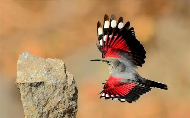 昆仑山出现“爬树鸟”，脚如钢爪，飞舞的样子像蝴蝶，经常绕弯路回巢