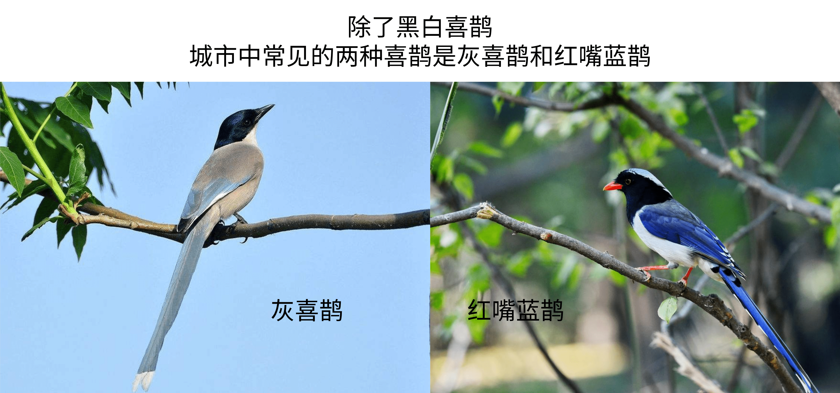 原創中國文化裡的典型鳥類喜鵲即是文化的象徵也是地頭蛇