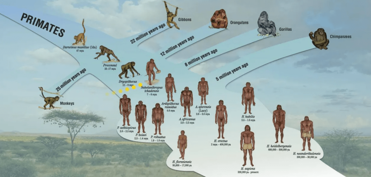 进化_猴子_物种