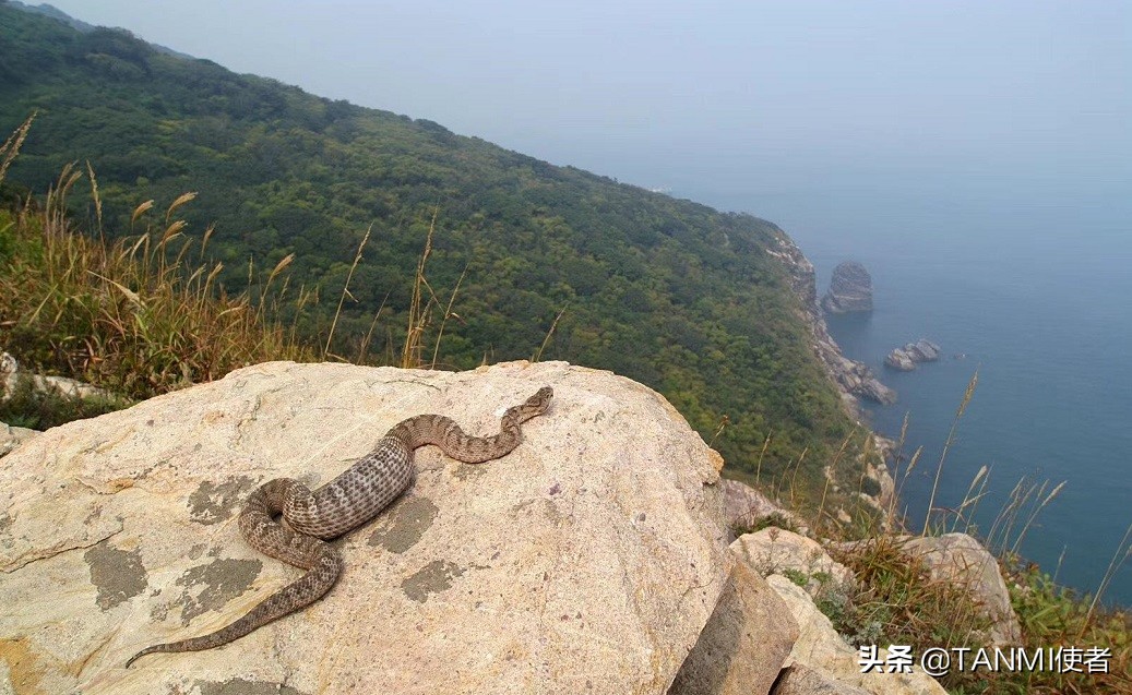 大连蛇岛的蝮蛇站在食物链顶端的王者