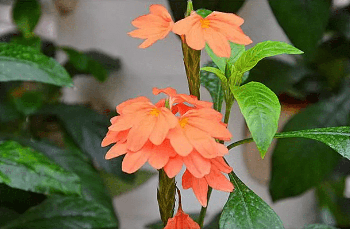 蓝妖鸟尾花怎么养开花多做好这2点四季开花不断