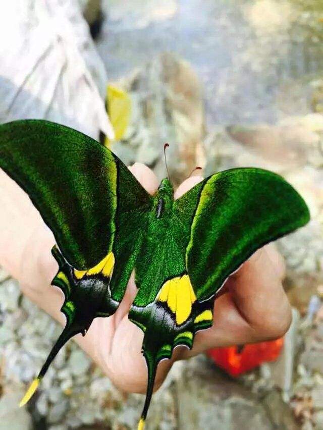 在所有蝴蝶中,凤蝶科的体型算是最大的,它们的尾巴属于"燕尾"构造,据