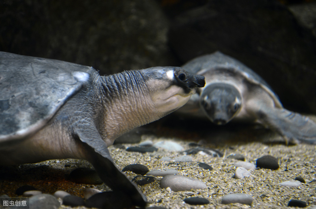 原创八戒同款鼻子海龟同款脚蹼长相非凡的猪鼻龟很好养