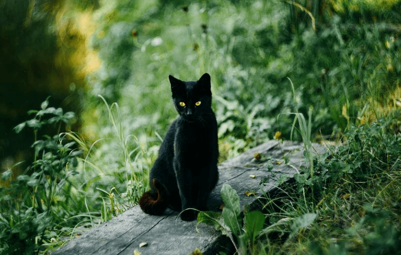 原创“我在路上顺手捡了一只猫，竟然是袁爷爷家走丢的猫袁花花。”