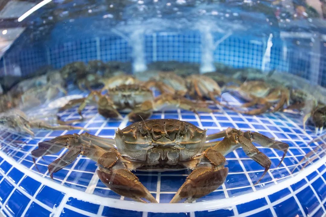 固城湖螃蟹品牌影响力提升年行动计划出炉!_河蟹_高淳_养殖