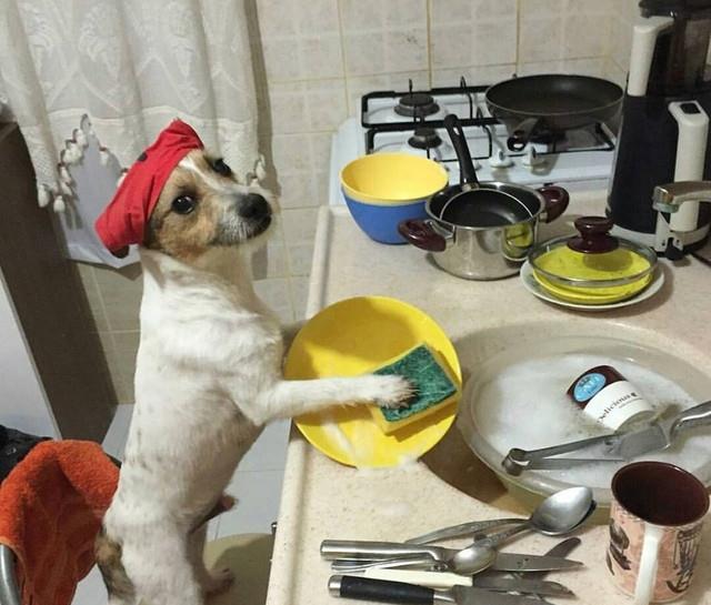 爱宠们都会做家务了,铲屎官赶紧买点好吃的宠粮吧!_主人_宠物_汪星人