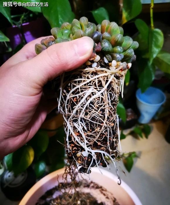 玉露最容易烂根 试着用水苔栽种 发根更快 不容易腐烂 根系 景天科 水分