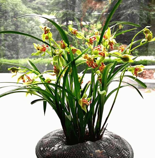 大家可以去寻找一下关于梨山狮王兰花的资料,你就可以会发现,几乎没有