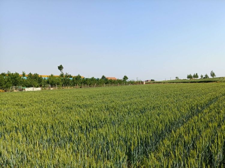 诗歌:小满天山牧者(河南虞城)又到五月暖风又是布谷鸟声声杏儿黄,桃儿
