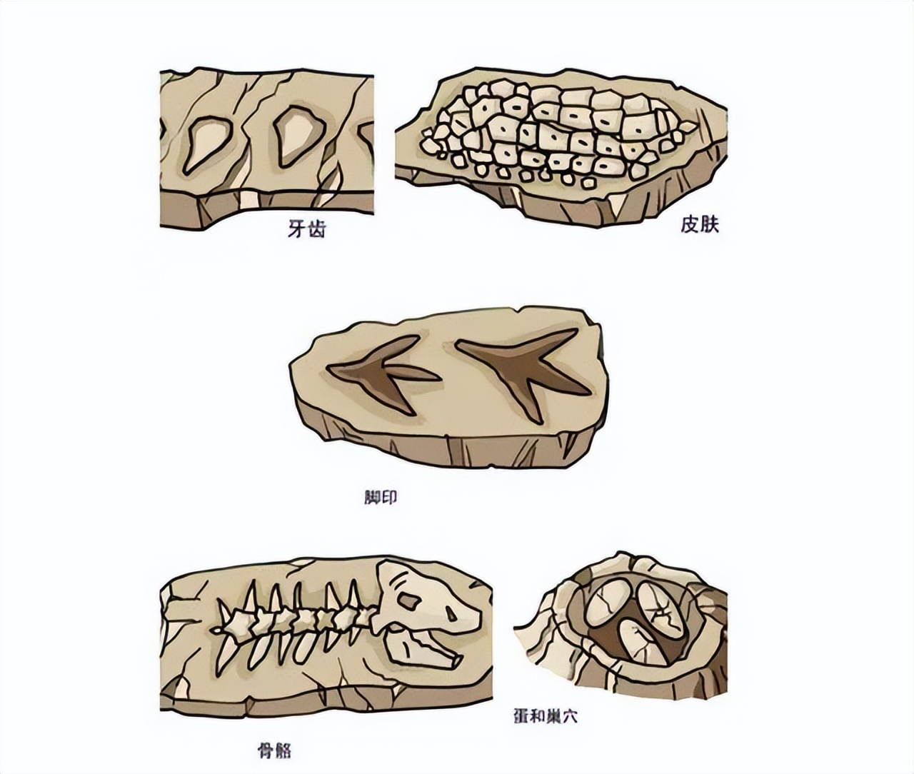 交配时1对乌龟惨变化石,最尴尬的是,4700万年后还得被人围观_生物