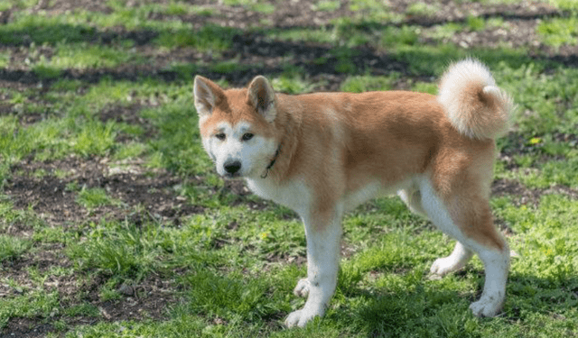 原創秋田犬為什麼禁養秋田犬有什麼優點