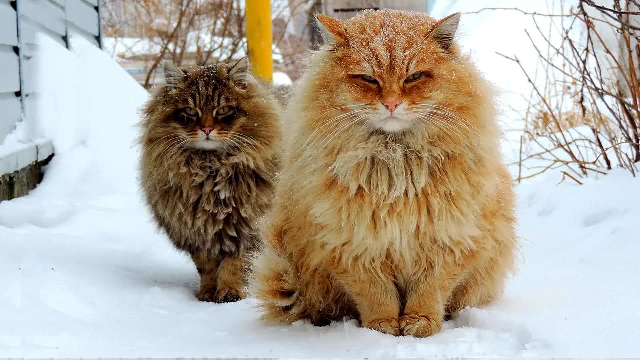 俄罗斯人养的猫咪,不仅能够抓老鼠还能拉雪橇,要多霸气有多霸气_宠物