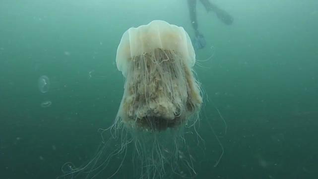 出一只正在活动的狮鬃水母的触手长度，因此它的真实长度是一个未知数！