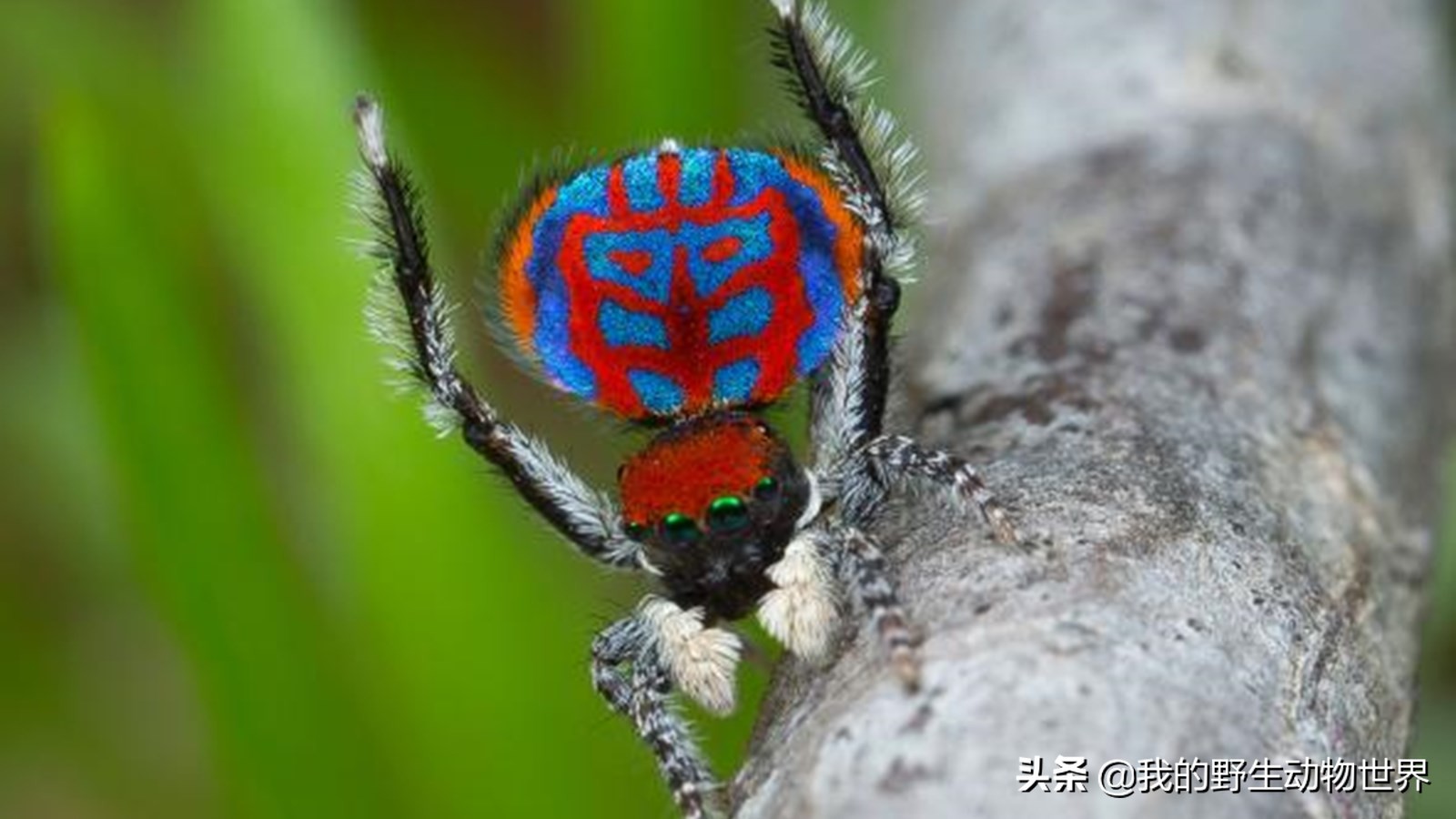 澳洲蜘蛛种类图片