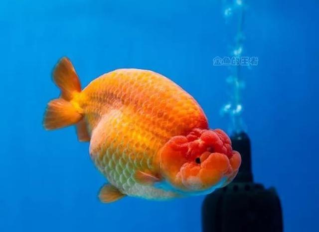 豪缸中"标配"的十大品种_金鱼_泰寿_国寿