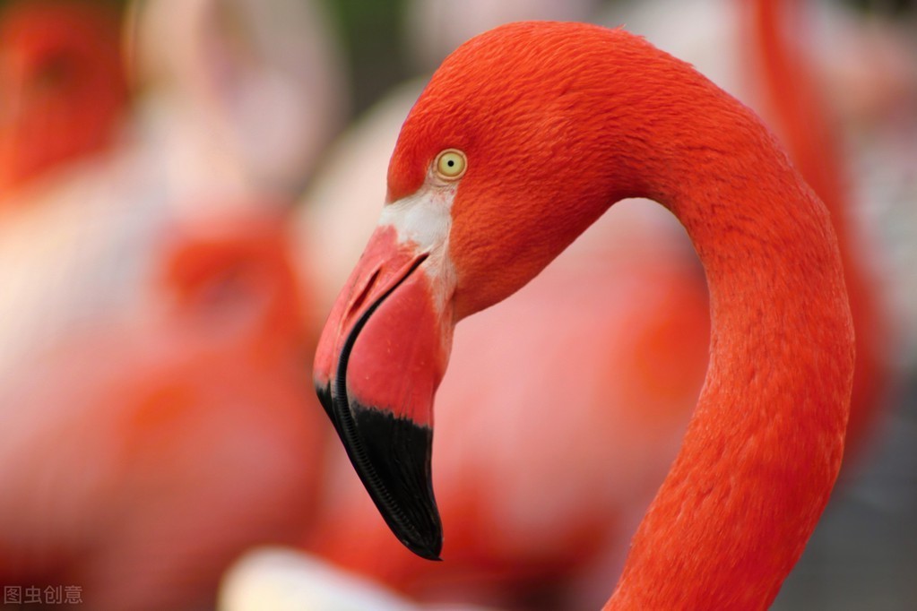 资料参考—pinker flamingos are more aggressive intriguing study