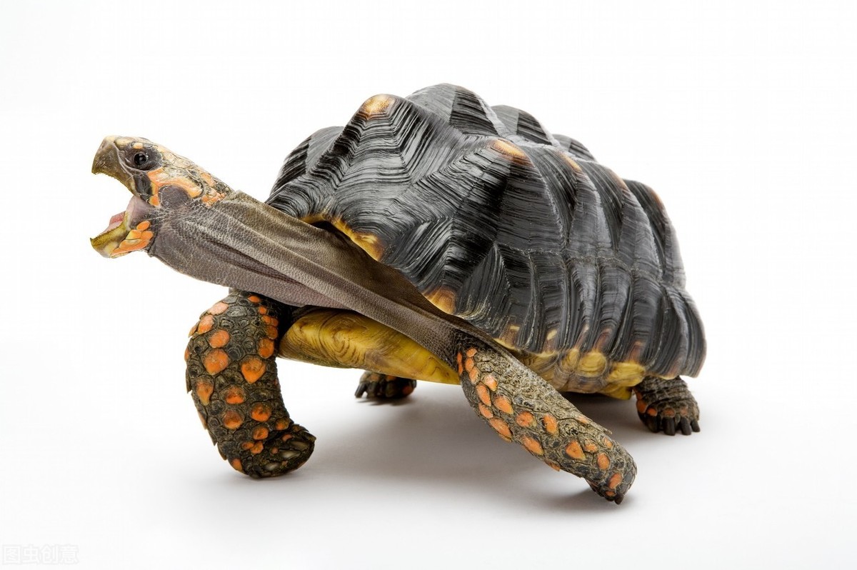 红腿象龟,哥伦比亚红腿《老板红腿》樱桃红腿象龟_个体_时尚_颜色