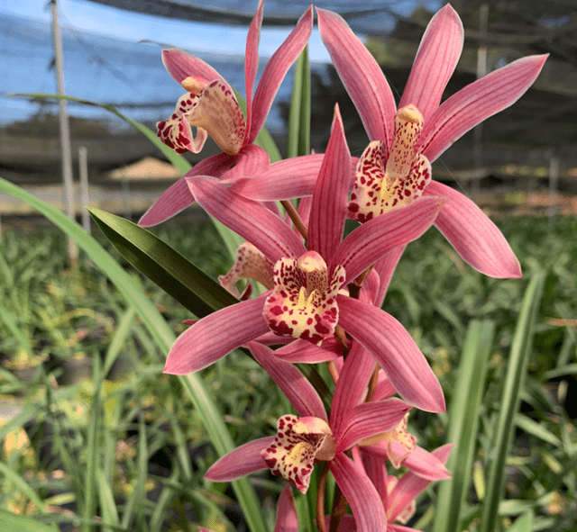 勤花代表红贵妃一年开4次花香气馥郁很好养值得入手