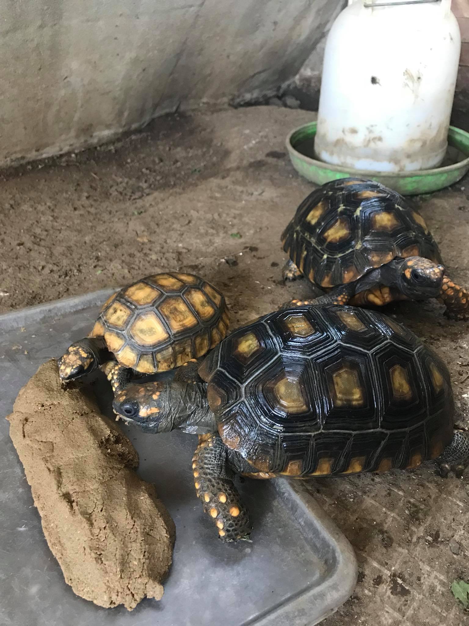 原创黄腿象龟巨人黄腿黄腿陆龟一只聪明的陆龟