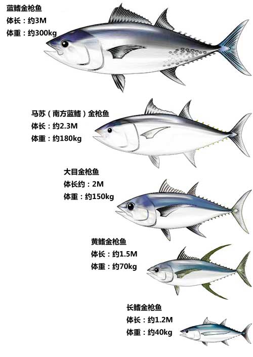 原创一条278公斤的金枪鱼能卖2100万蓝鳍金枪鱼为何这么贵