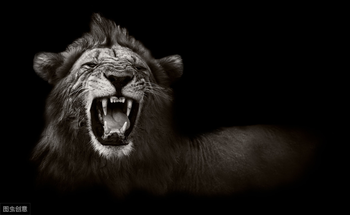 猫的嘶嘶声,狗的咆哮,狮子的吼叫都是在让对手知道它们生气了,且不是