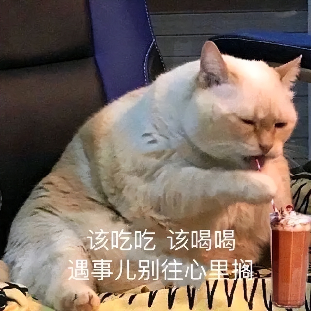 小猫起名字大全可爱_小猫起名字招财霸气不俗气_给小猫起名字