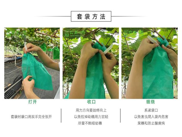 给芒果套袋的黄金期你了解多少