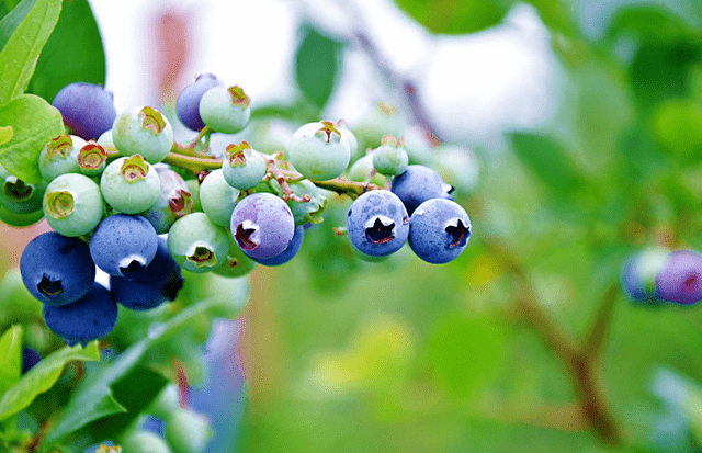 阳台养水果,颜值高口感甜,养一盆小蓝莓,产量丰富,营养价值高